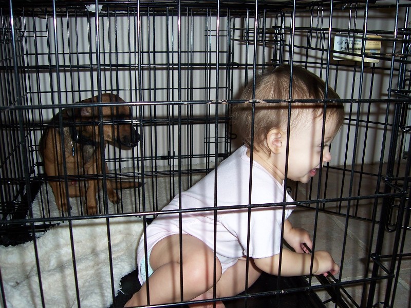Gracie in crate