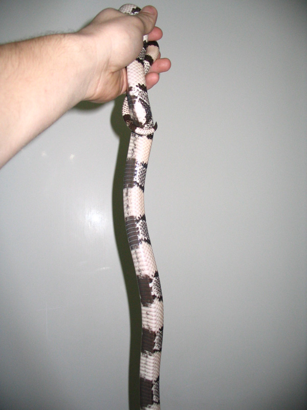 adam_ghost_belly