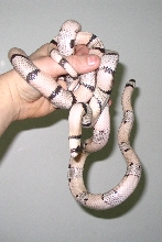 rodney_1