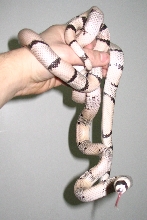rodney_2