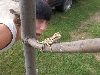 My Beardie And Punkherper