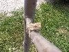 My Beardie
