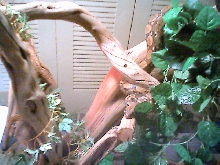 Samsin chillin