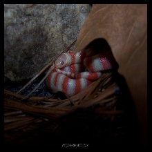 albino ruthie