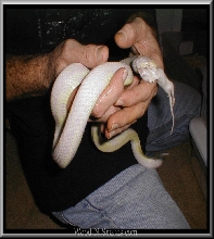 Albino eating