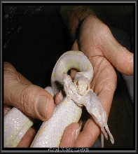 Another albino cal eating