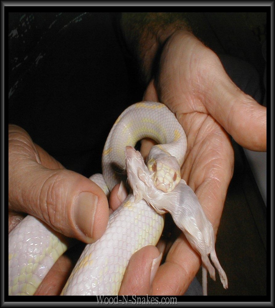 Another albino cal eating