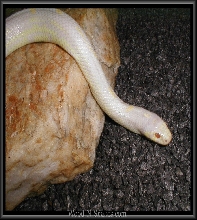 Female  albino Cal king