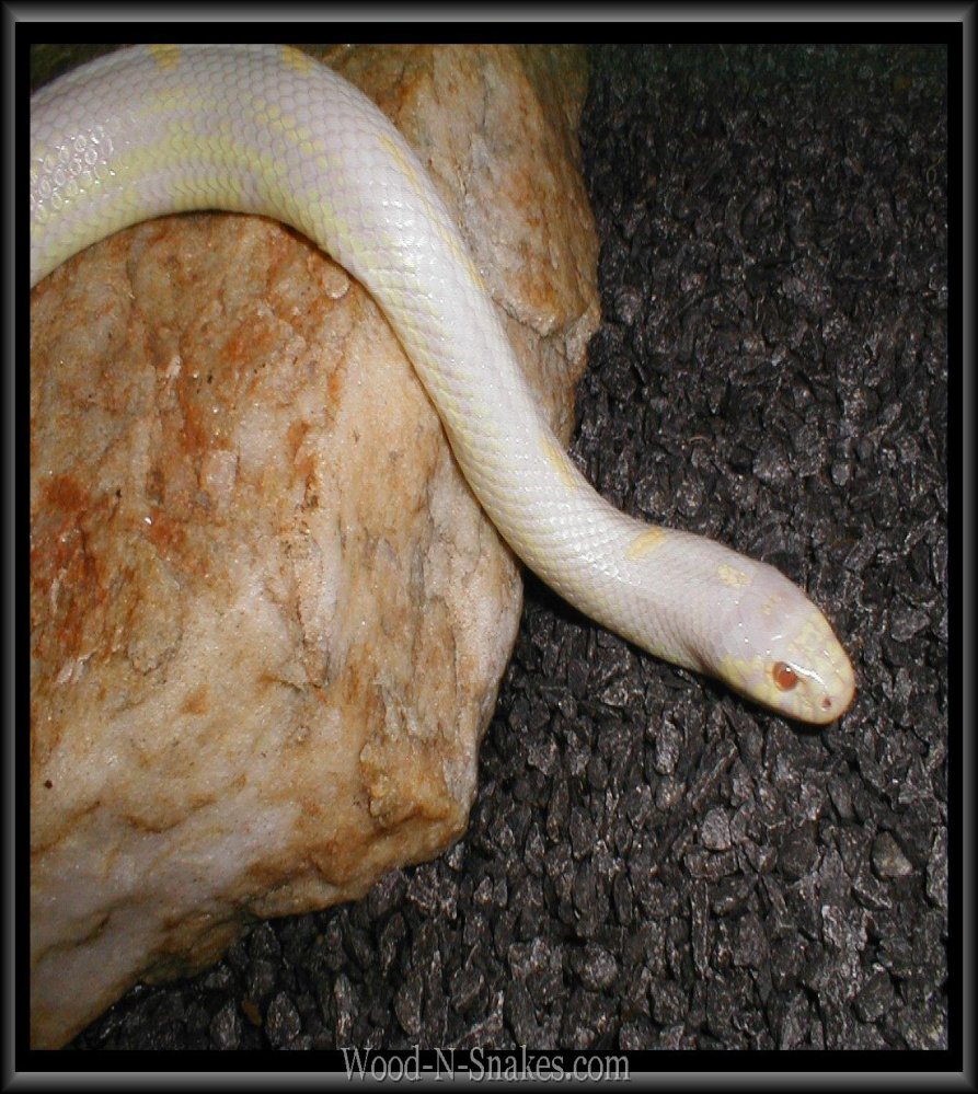 Female  albino Cal king