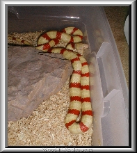 Male albino Ruthveni