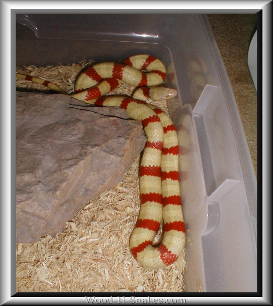Male albino Ruthveni