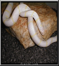 Male albino