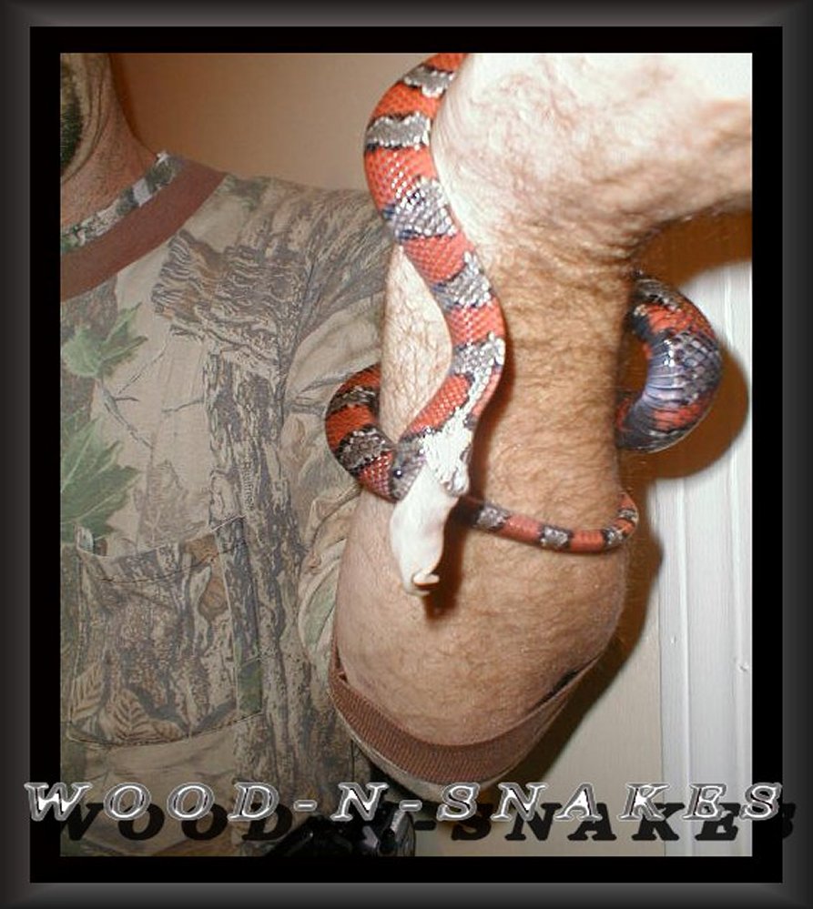 Mex Mex hand fed