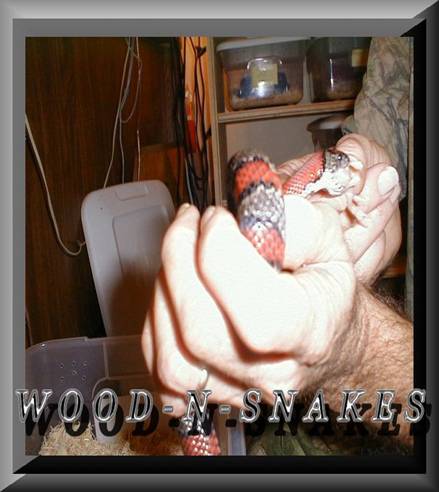 Mex Mex hand fed 2