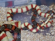 RuthieXThayeri