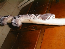 EDB 1