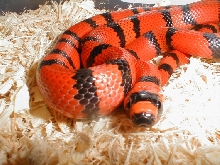 Hondo male