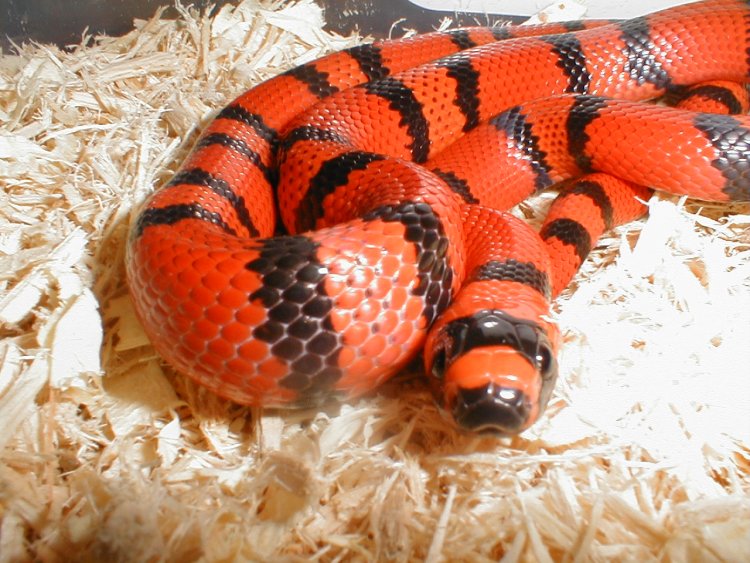 Hondo male