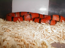 Shy Hondo female