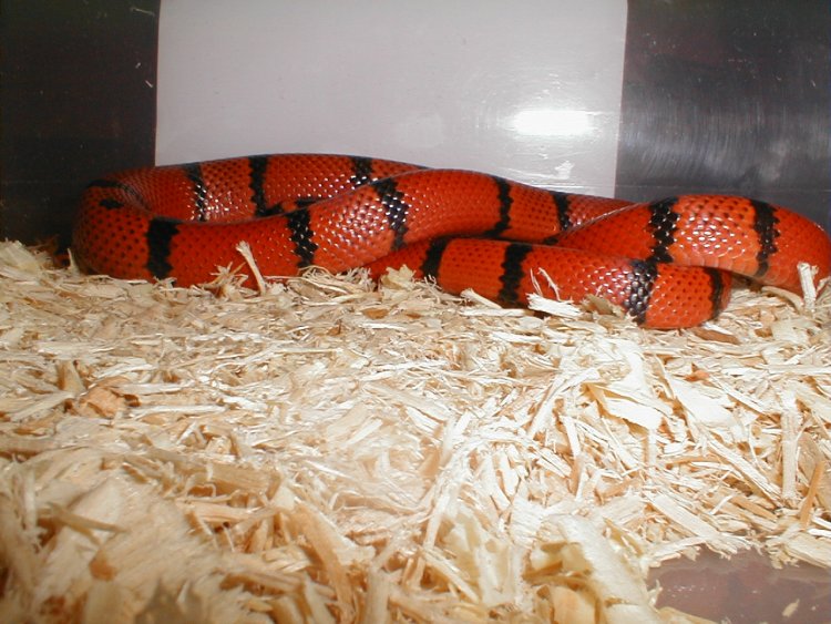 Shy Hondo female
