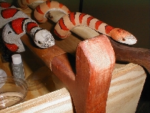grey band and thayeri