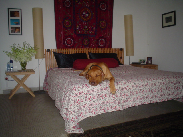 Jara's bed he wishes.