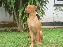 The Lookout