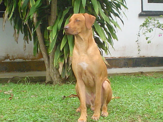 The Lookout
