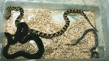 hatchling ruthveni, pumilis, lodingi