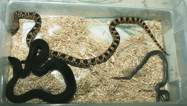 hatchling ruthveni, pumilis, lodingi