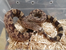 2nd Duval Co 2011 hatchling