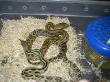 hatchling lineaticollis