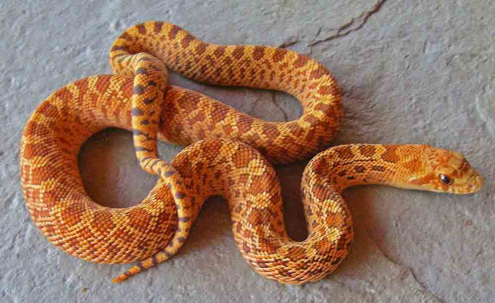 flame hypo