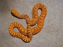 flame hypo 2