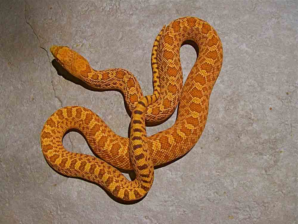 flame hypo 2