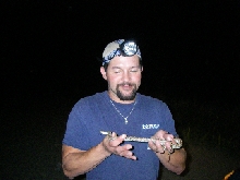 sonoran gopher
