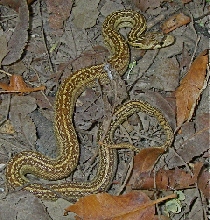 striped catenifer