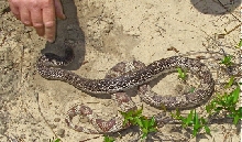georgia pit