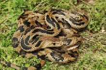 gibsoni