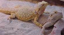 Bearded Dragon