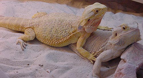 Bearded Dragon