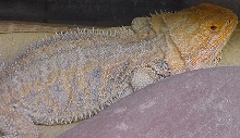 Bearded Dragon