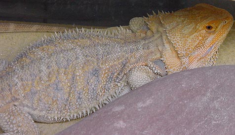 Bearded Dragon