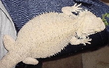 Patternless Hypo Female Huge!