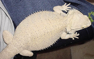 Patternless Hypo Female Huge!