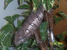 Hercules... Ostalet Chameleon