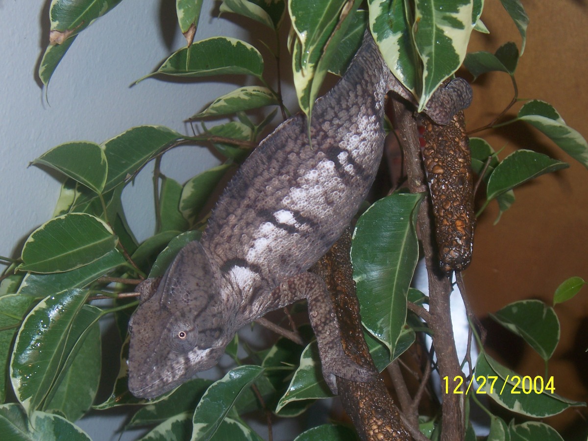 Hercules... Ostalet Chameleon