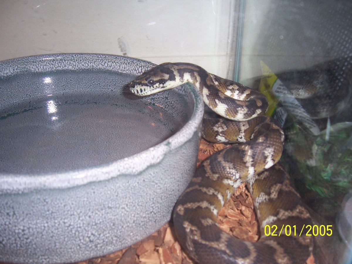 Sid Again