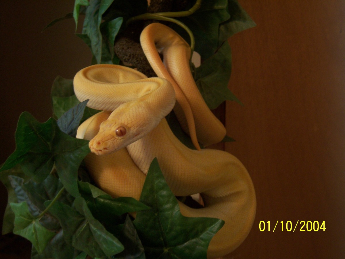 Albino Green Burmese