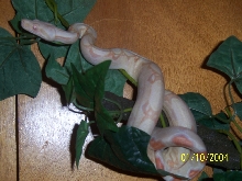 Albino Redtail Boa